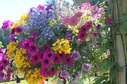 76 - Butchard Gardens  - IMG_1677
